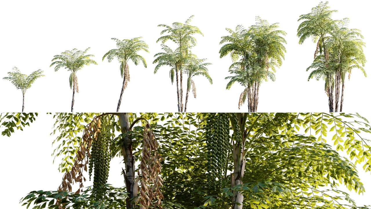 Media 1 for listing Caryota mitis - Clustering fishtail palm