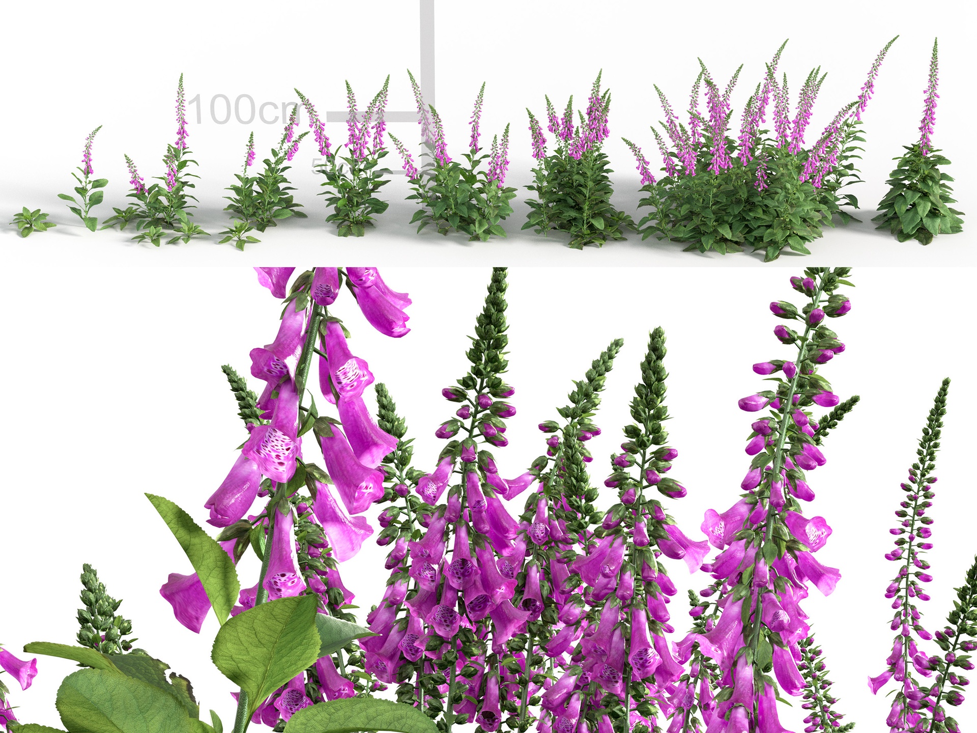 Media 1 for listing Digitalis purpurea - Common Foxglove
