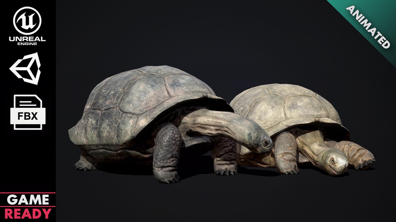 Media 1 for listing Galapagos Tortoise