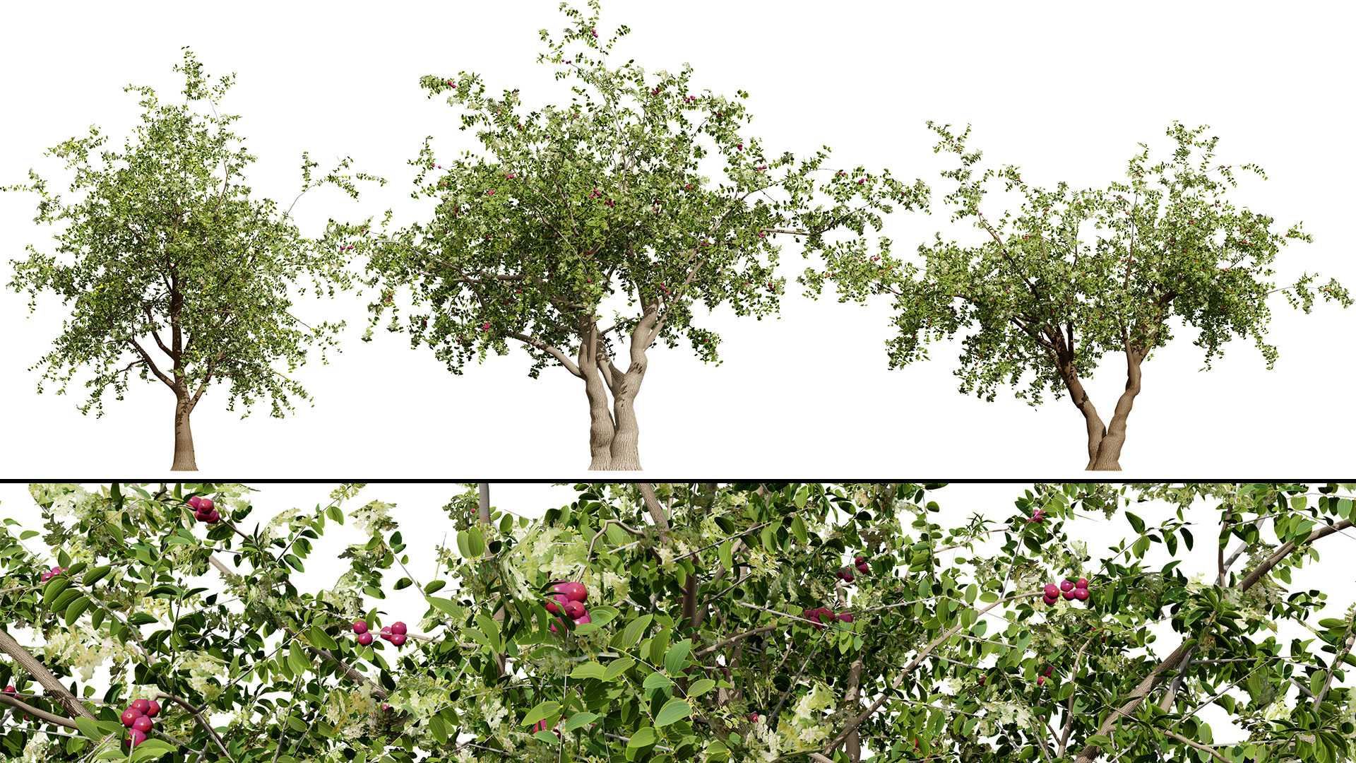 National Tree In Qatar Arabian Sidr tree with Nabaq fruit | Fab