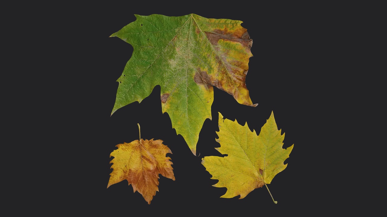 Media 1 for listing AD Platanus orientalis Leaf 02