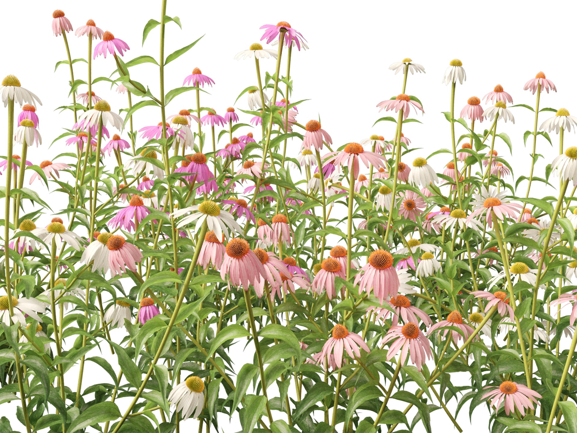 Media 1 for listing (Highpoly+Low Poly) Echinacea Purpurea Purple Coneflower