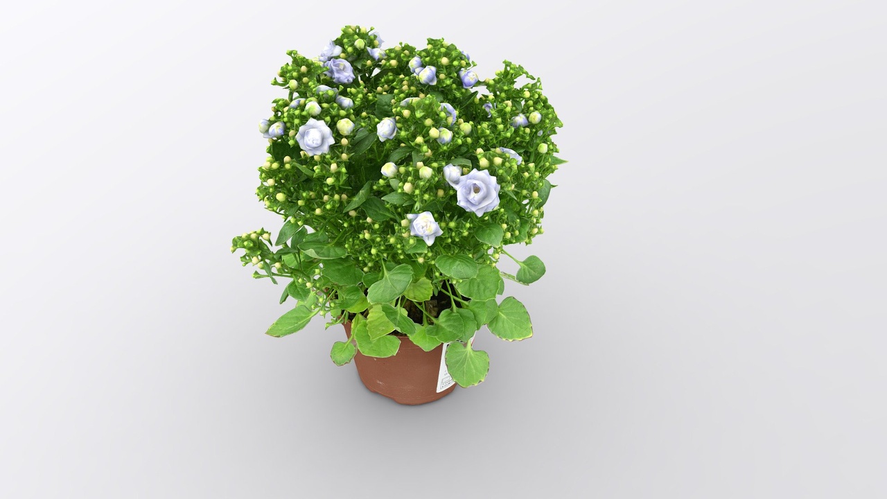 Media 1 for listing Campanula Blue Like Me