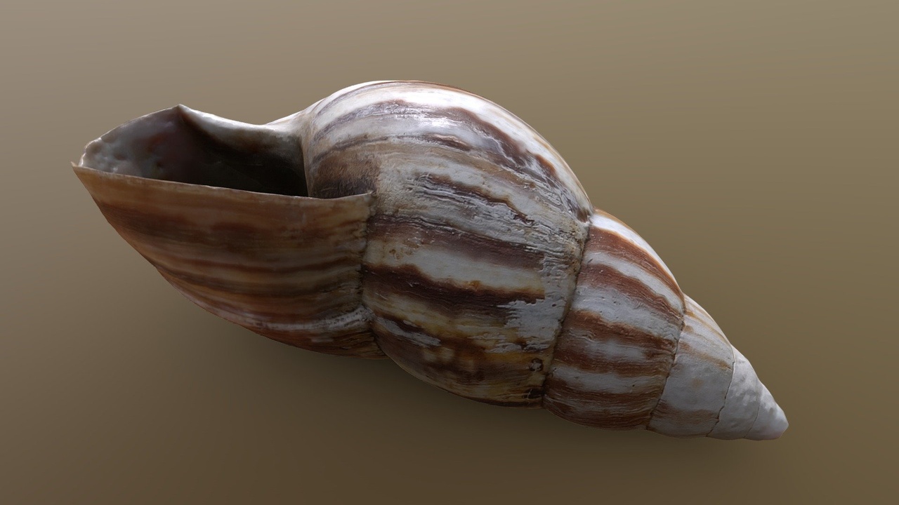 Media 1 for listing Shell
