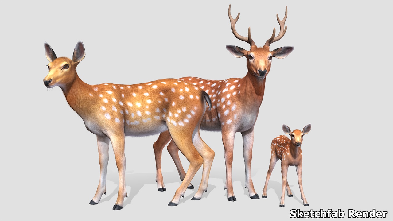 Media 1 for listing Deer Family