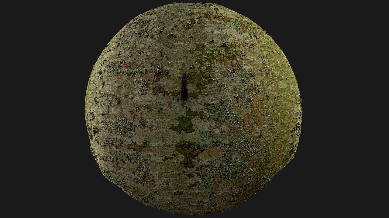 Media 1 for listing Beech Bark (K7h6fh)