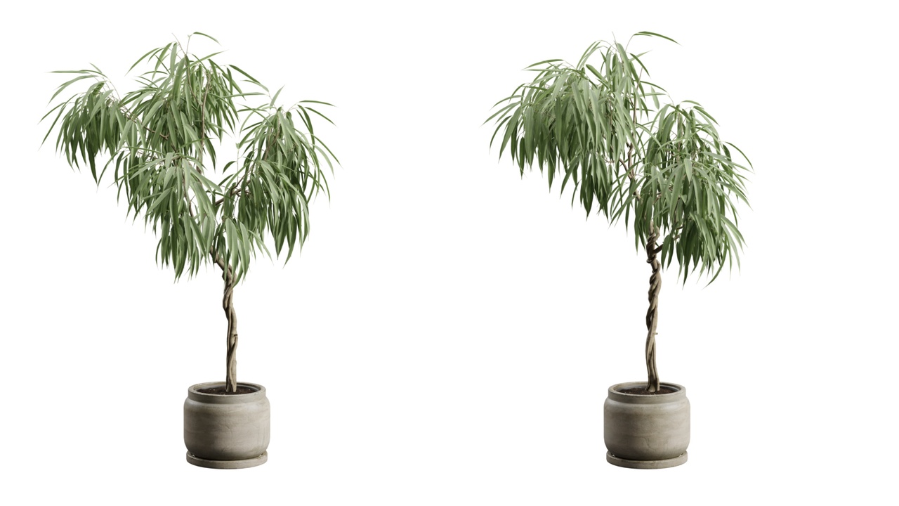 Media 1 for listing Ficus Alii in Concrete Pot