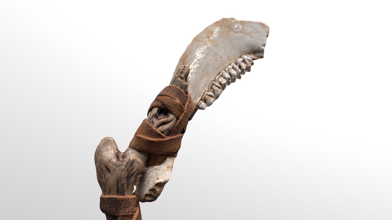 Media 1 for listing Prehistoric wooden club featuring a horse jawbone 2