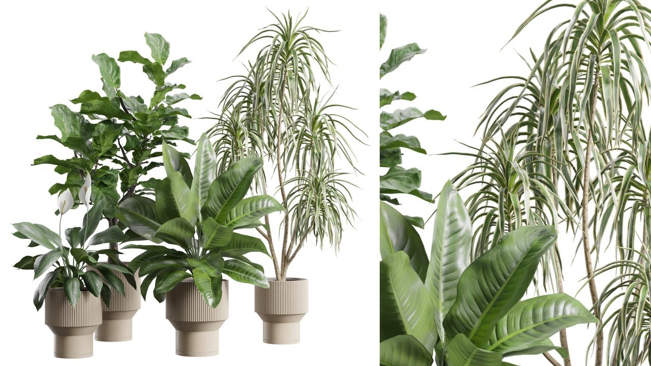Media 1 for listing Indoor Plants Pack 113