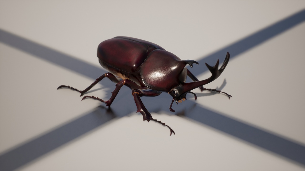 Media 1 for listing Japanese Rhinoceros Beetle -Kabutomushi-