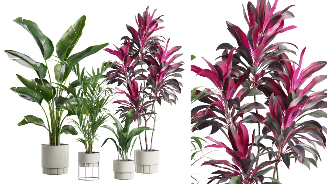 Media 1 for listing Indoor Plants Pack 86