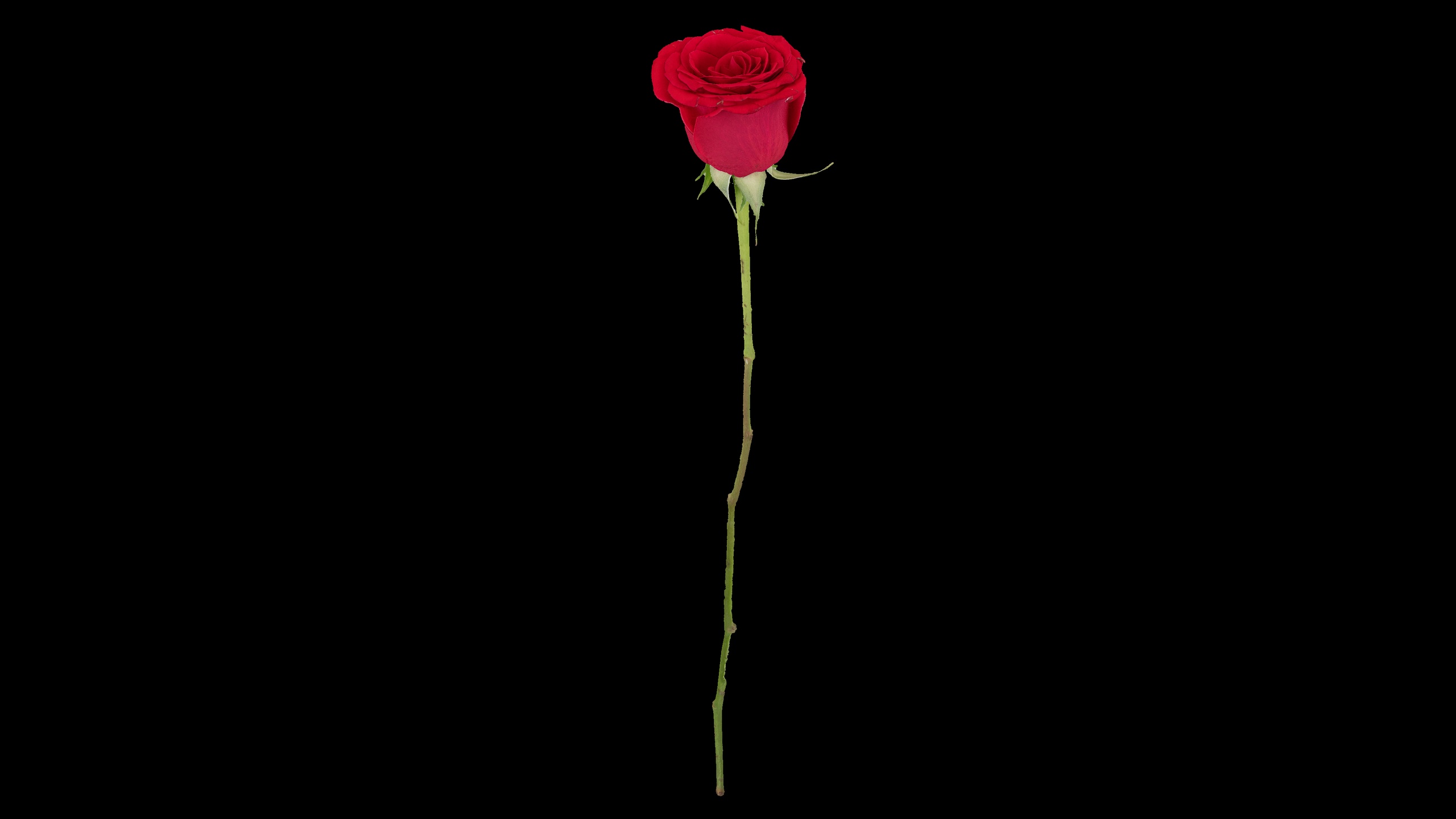 Media 1 for listing Long Stem Red Rose Photogrammetry