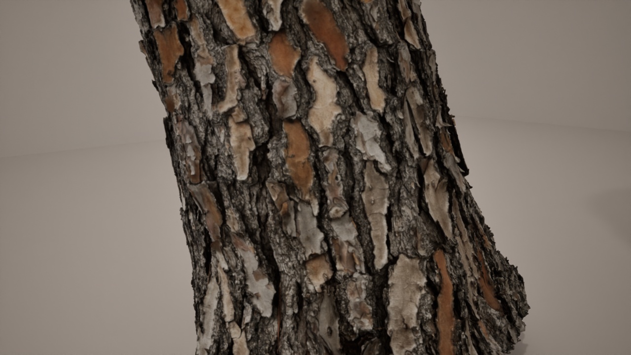 Media 1 for listing Loblolly Pine Trunk A - Photogrammetry Scan