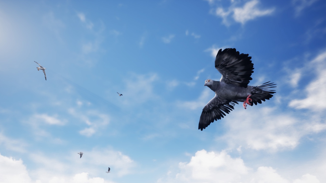Media 1 for listing Birds