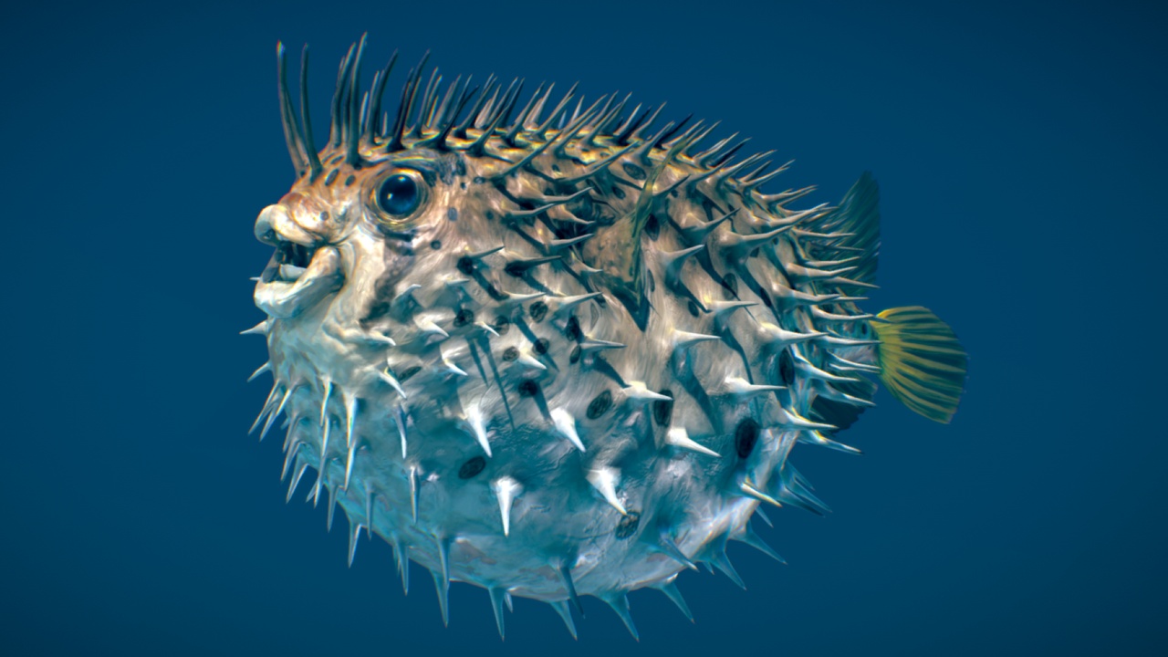 Media 1 for listing Long-Spine Porcupinefish