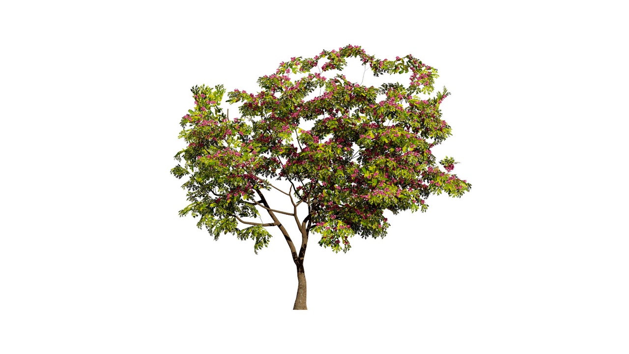 Media 1 for listing South African Combretum Kraussii Trees Pack