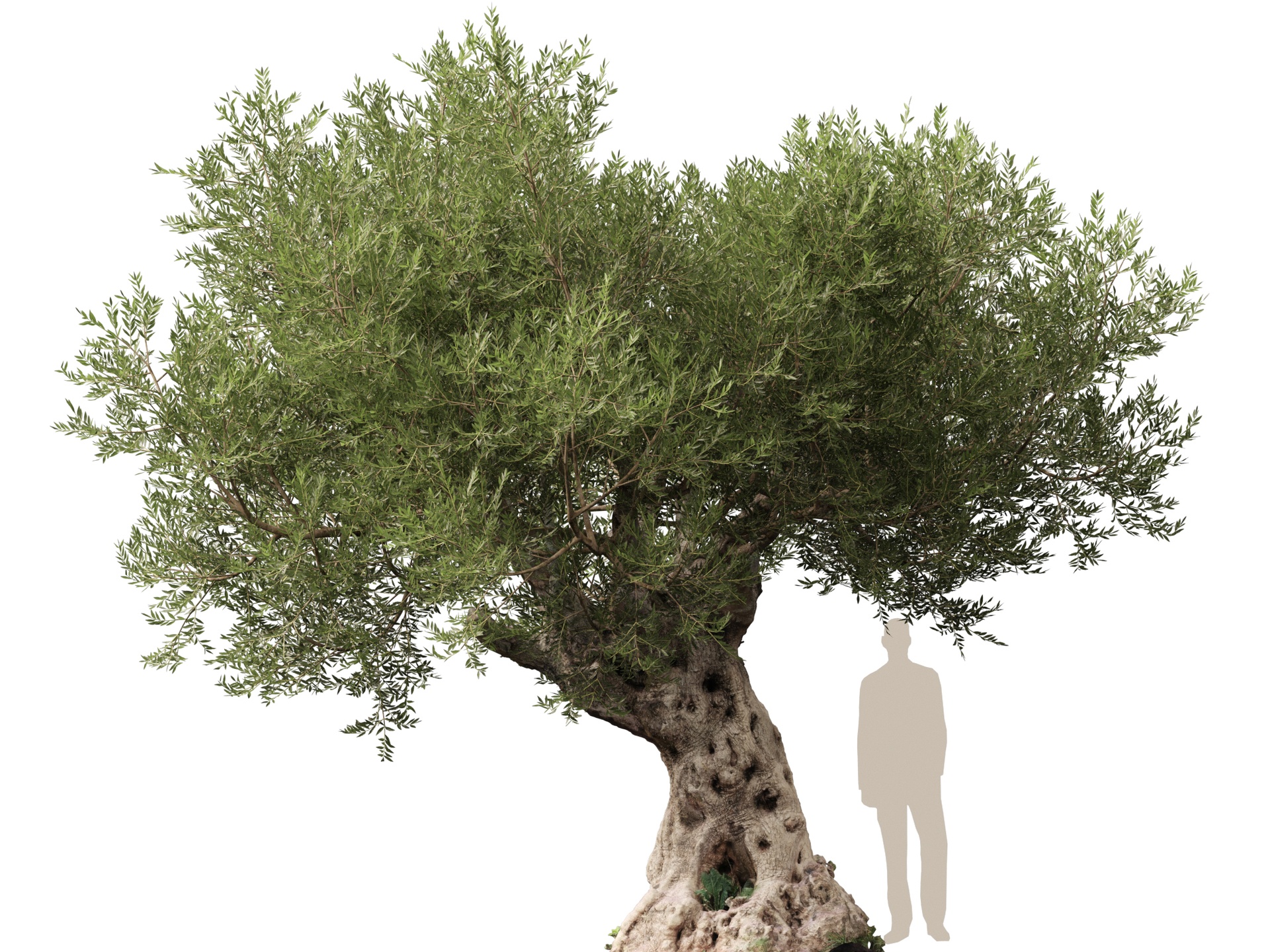 Media 1 for listing Scanned Olea europaea - Common olive 05 - HighPoly Lowpoly