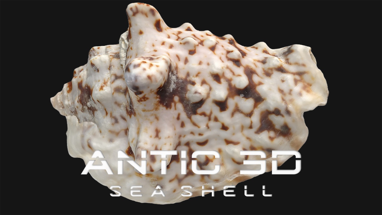 Media 1 for listing Sea Shell