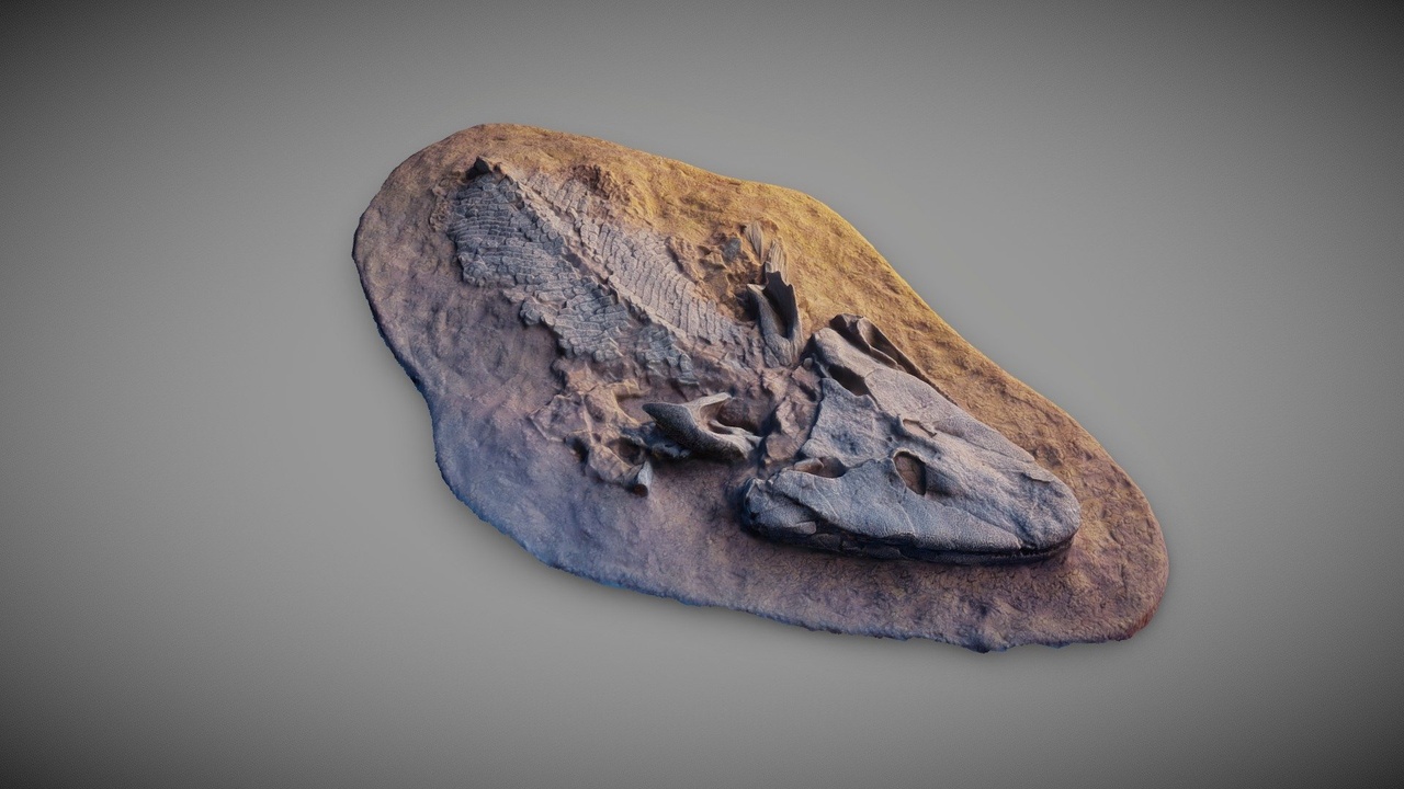 Média 1 pour l'article Tiktaalik Roseae