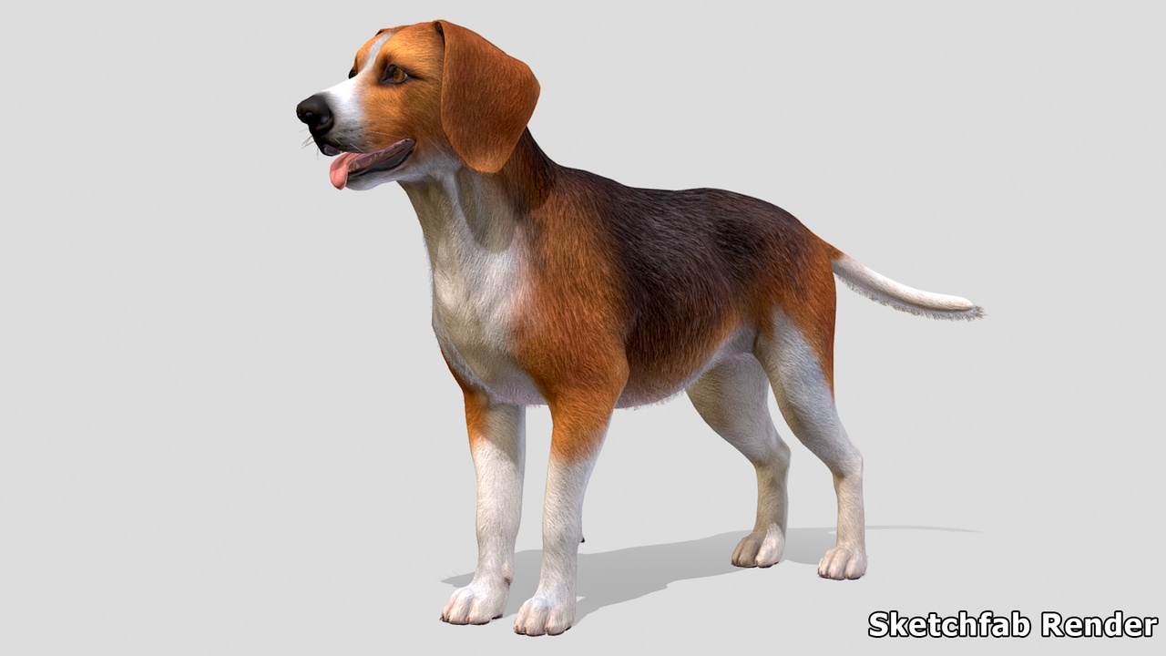 商品 Dog - Beagle 的媒体 1