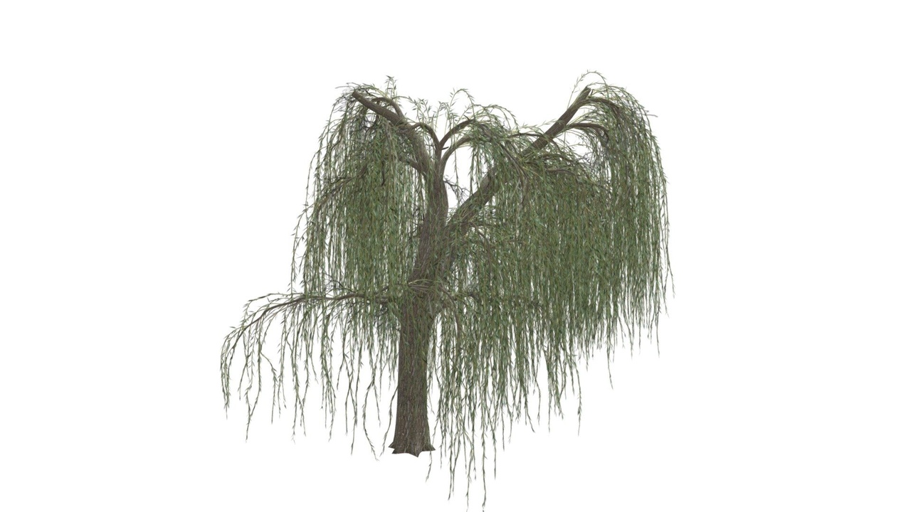 Media 1 for listing Weeping Willow Tree #10
