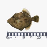 Threadsail Filefish Threadsail Filefish - Kawahagi - Stephanolepis cirrhifer | Fab