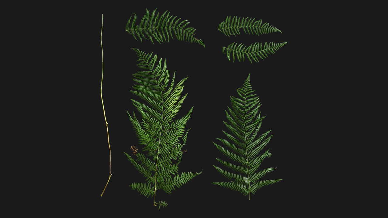 Media 1 for listing Lady Fern (773EA9)