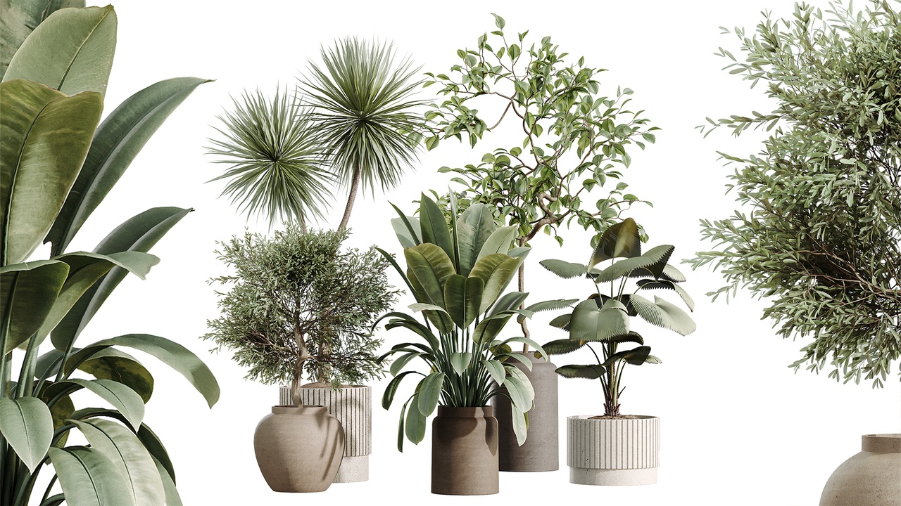 Media 1 for listing AV Indoor Plants Set 516 Licuala Palm Ficus Marginata Yucca and Olive Ficus