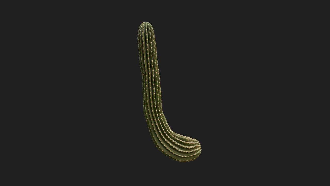 Media 1 for listing Desert American Plant Branch Cactus Large 01