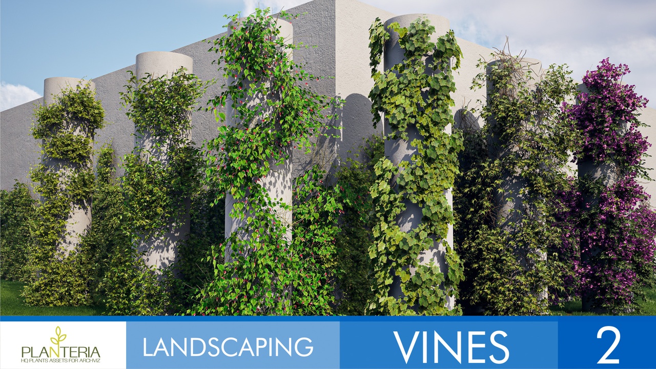 Media 1 for listing Landscaping Vines 2
