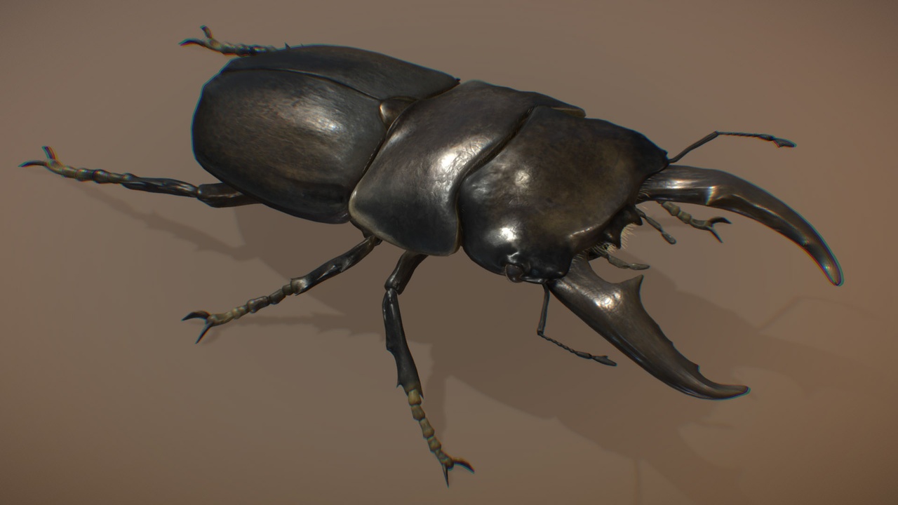 Media 1 for listing Hirata Stag Beetle ♂