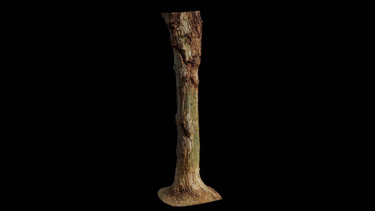 Media 1 for listing AD Platanus x acerifolia Trunk 01