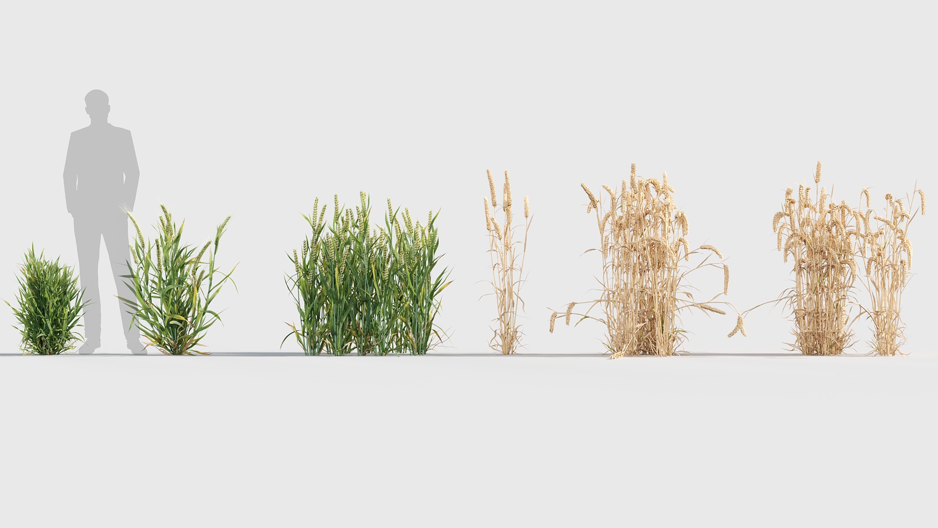 商品 Triticum 的媒体 1