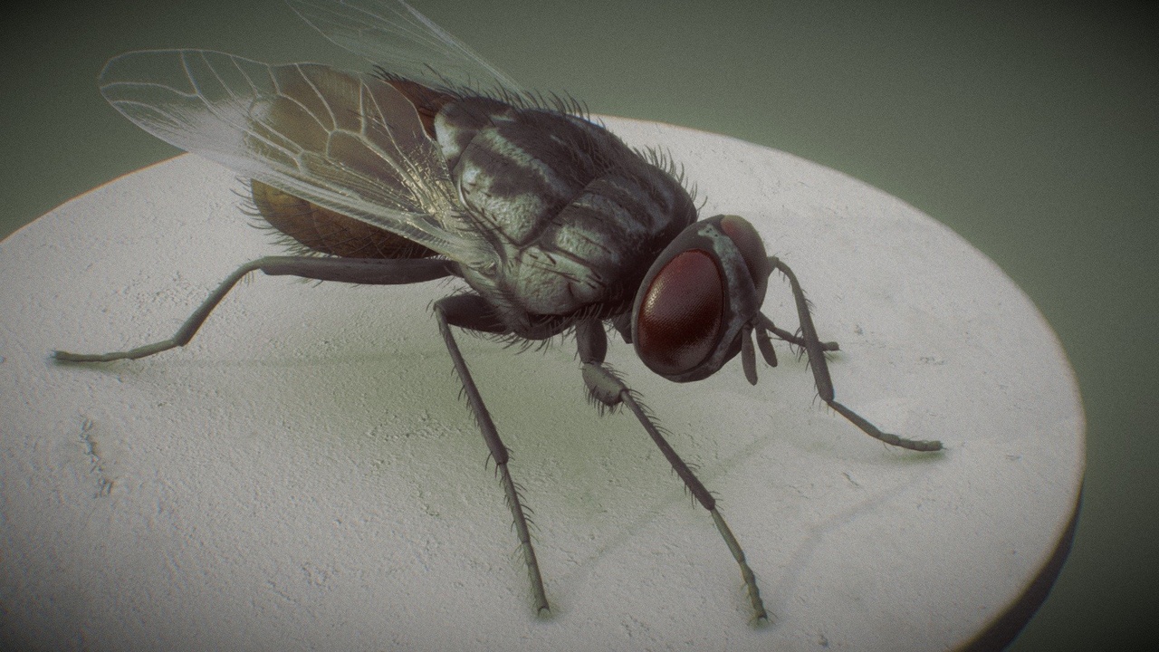 Media 1 for listing Housefly