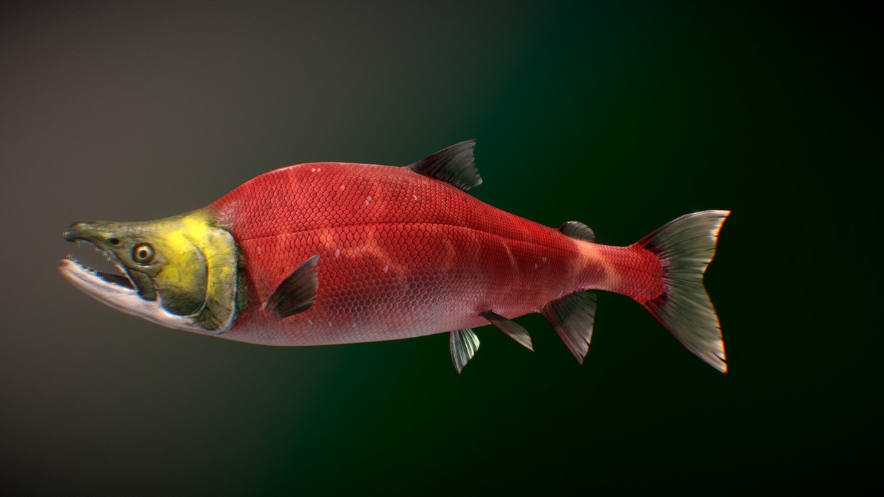 Media 1 for listing Sockeye Salmon ( Spawning phase )