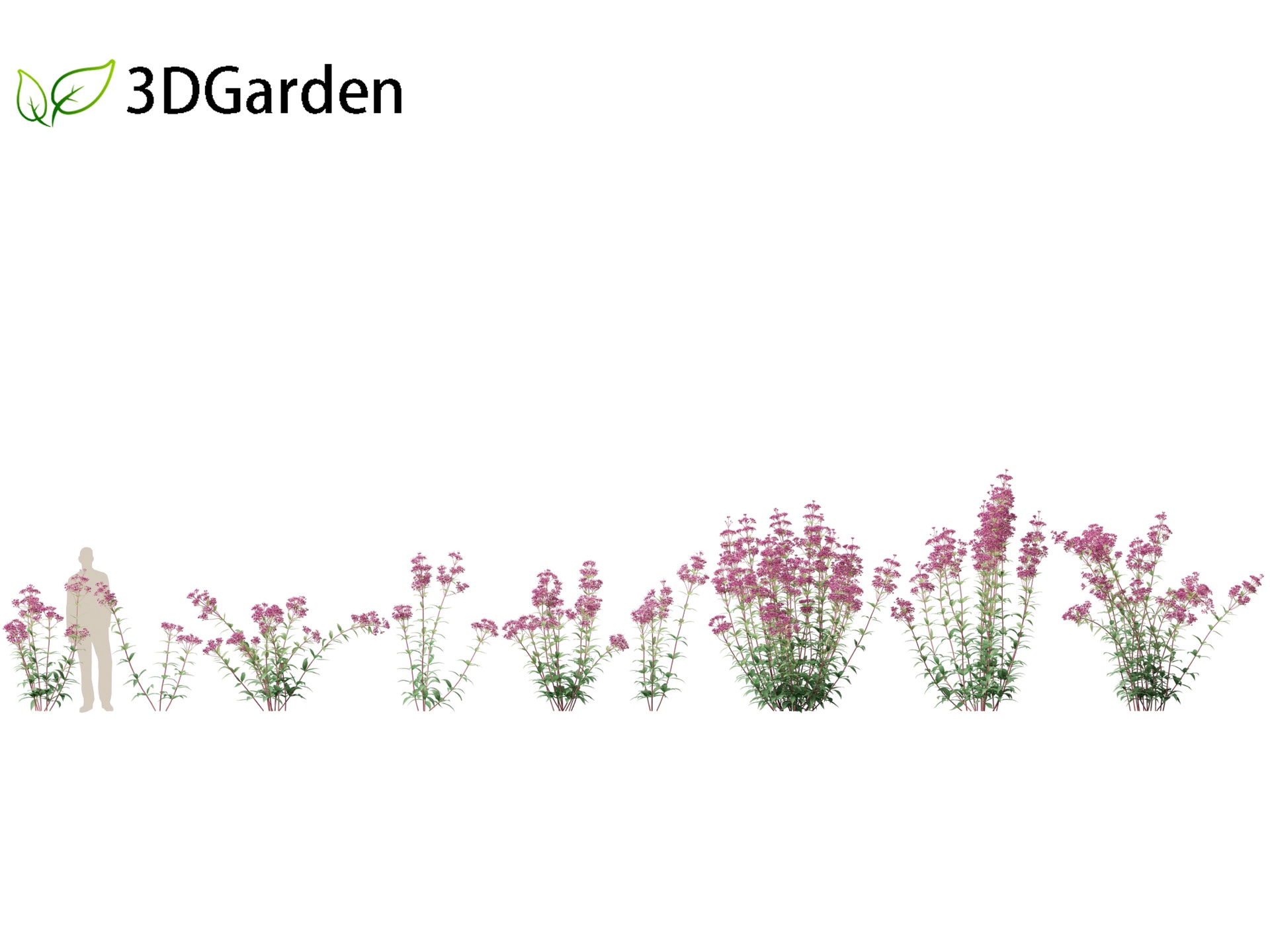 Media 1 for listing Eupatorium purpureum - Purple Joe-Pye weed