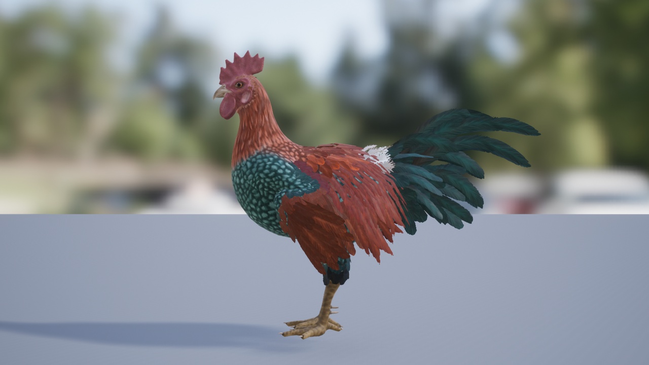 Media 1 for listing Pack of chickens