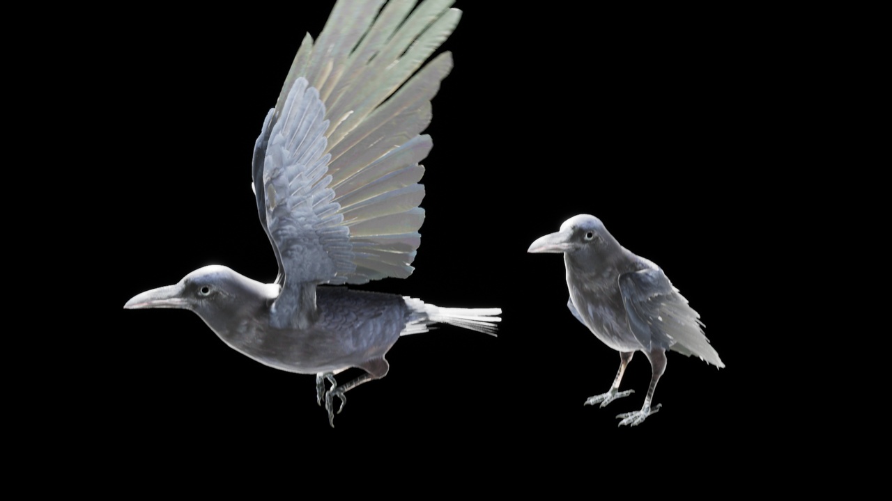 Media 1 for listing Raven