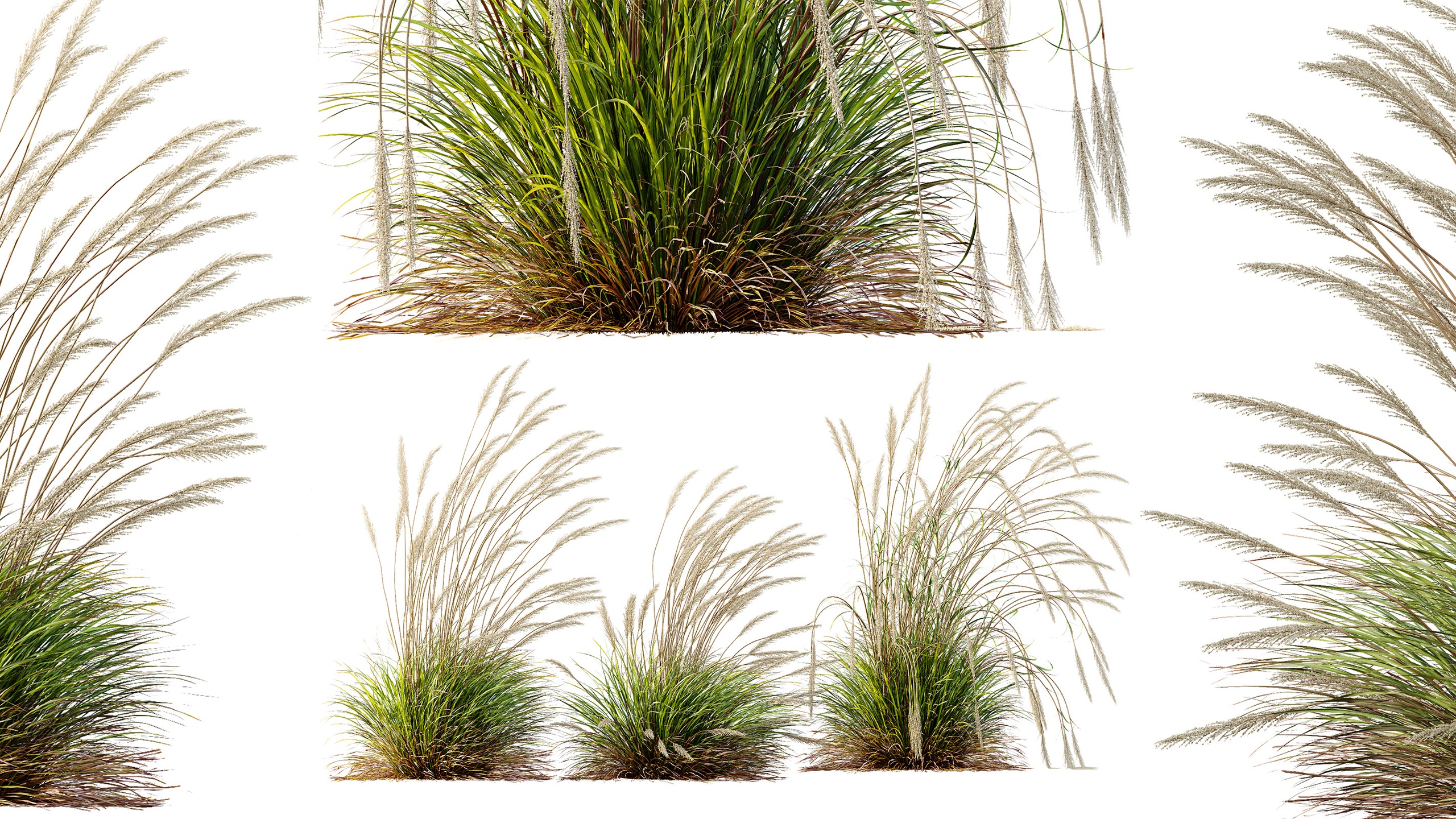 Media 1 for listing AV Calamagrostis Acutiflora Karl Foerster