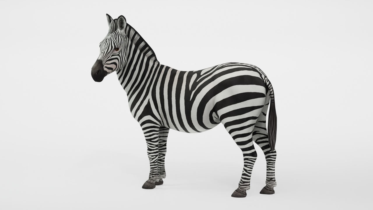 Media 1 for listing Realistic African Wild Zebra