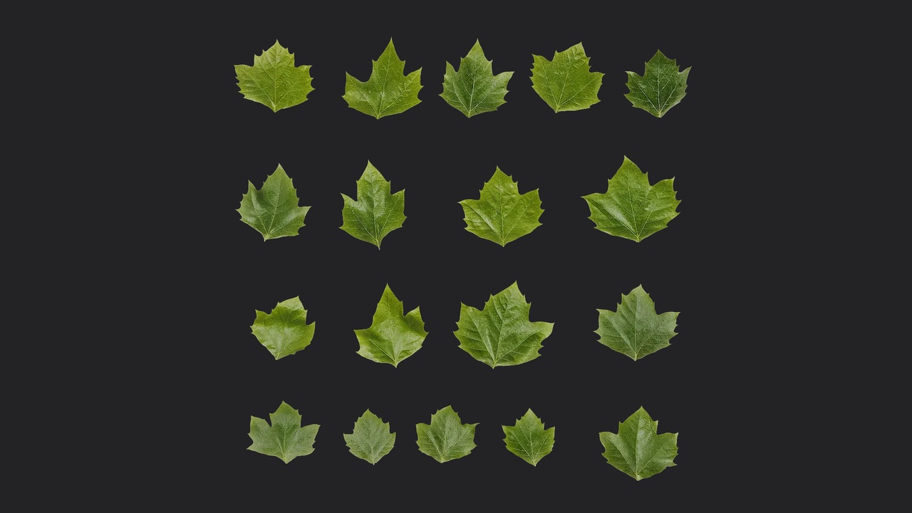 Media 1 for listing AD Platanus orientalis Leaf 11