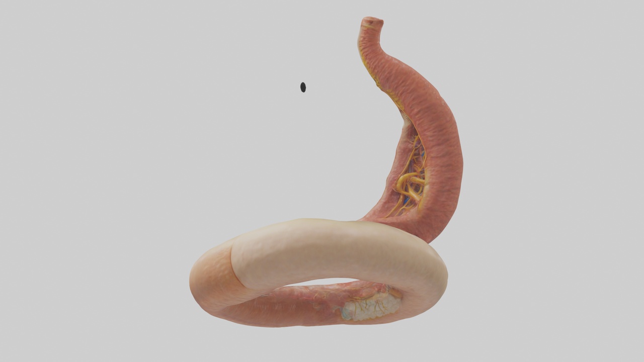Human Appendix Model | Fab