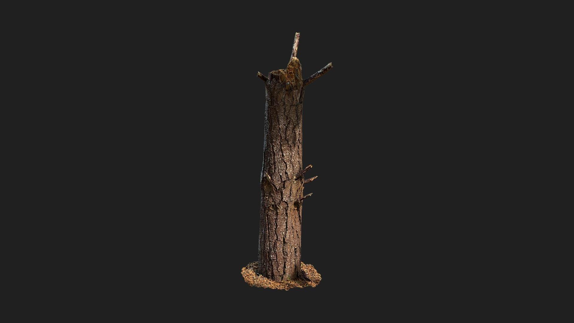 Pine Tree Stump | Fab