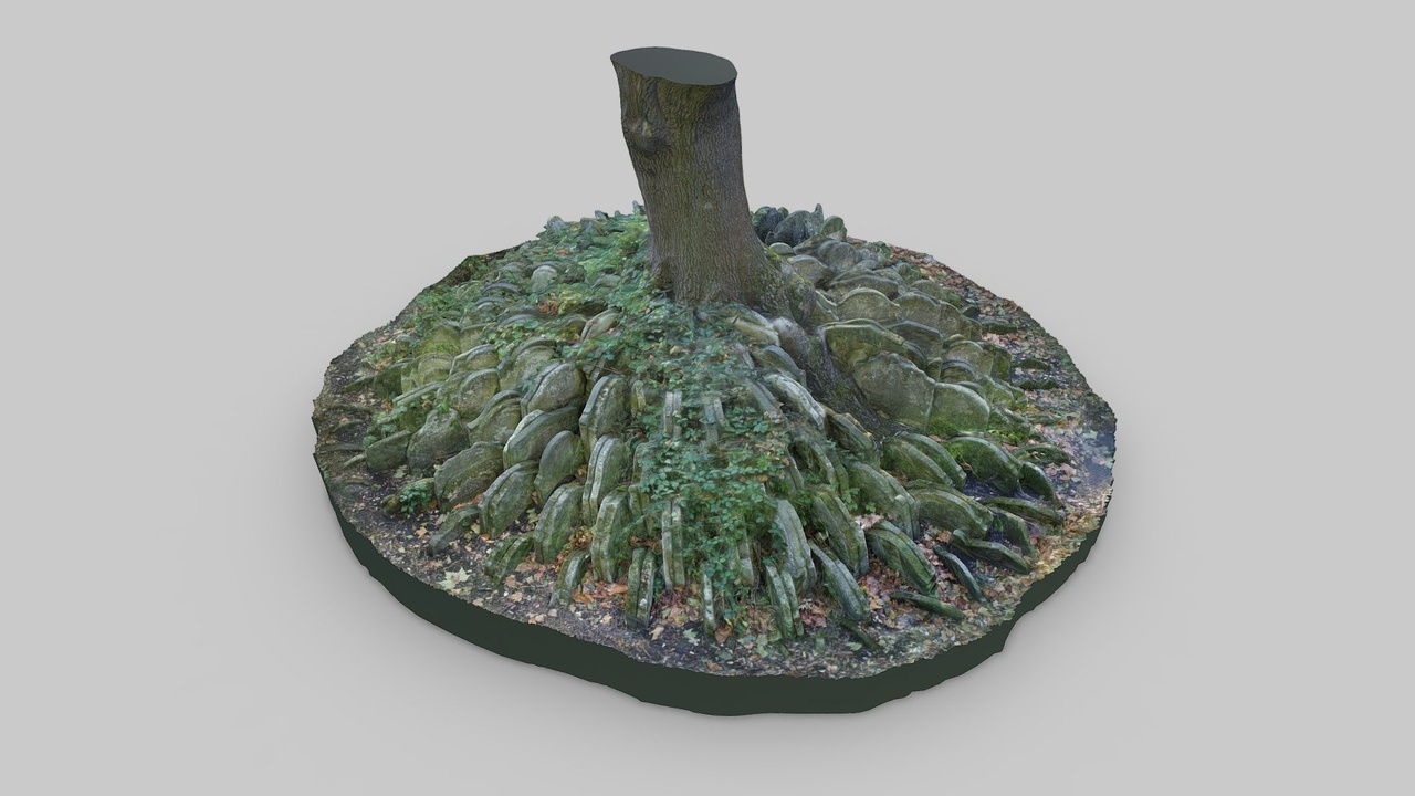 Media 1 for listing St Pancras Old Church Hardy Tree