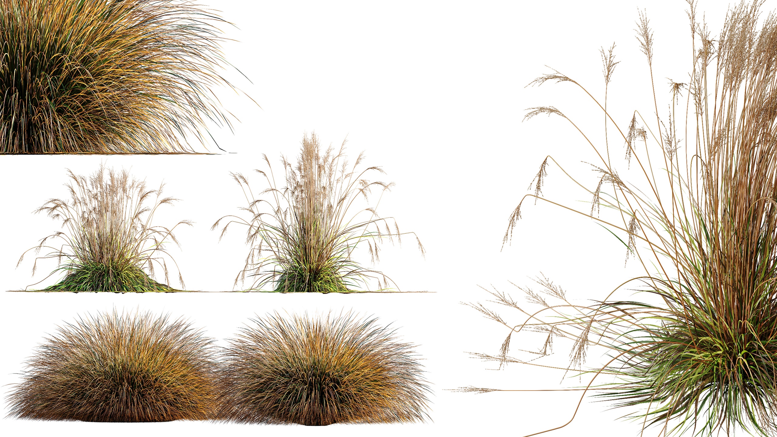 Media 1 for listing AV Carex Testacea Orange Sedge Grass Prairie Fire Molinia Caerulea Heidebrau