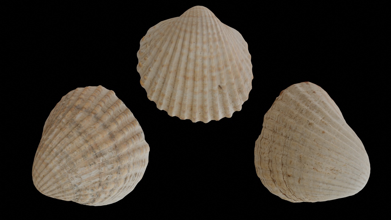 Media 1 for listing Seashell (13, 14, & 15)