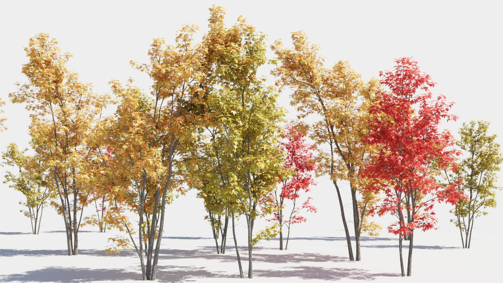 Acer saccharinum c/tree | Fab