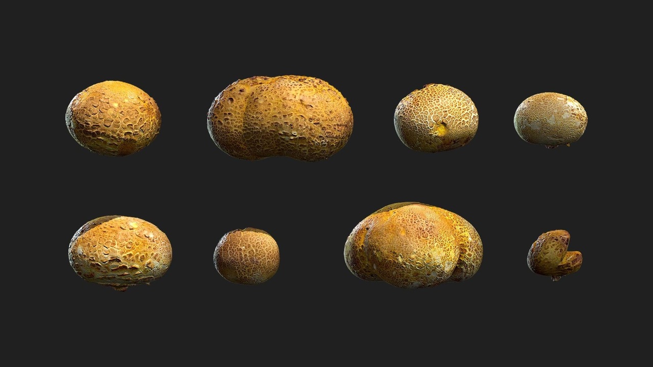 Media 1 for listing Puffball Mushrooms