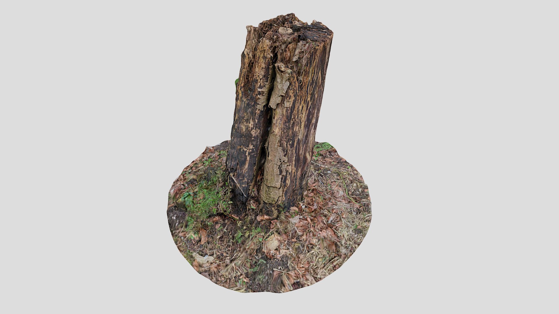 Tree Stump Scan 8k 042 | Fab