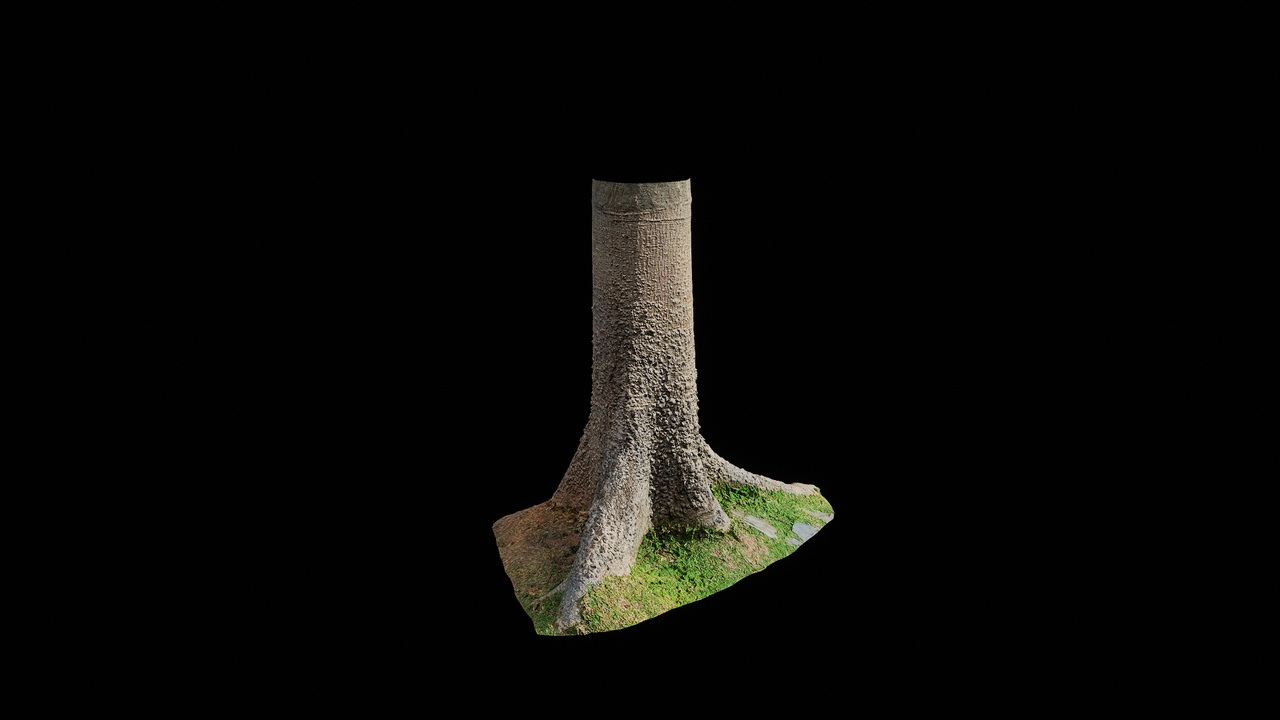 Media 1 for listing AD Ceiba speciosa Trunk 01